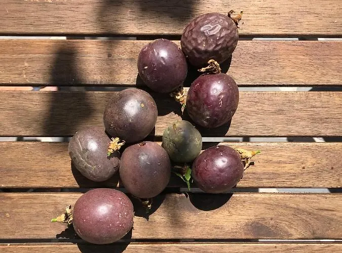 Hébergement de vacances Casa Oliveira Esmeraldo - São Vicente