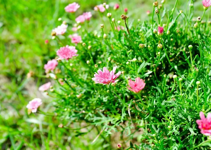 Casa Oliveira Esmeraldo - *