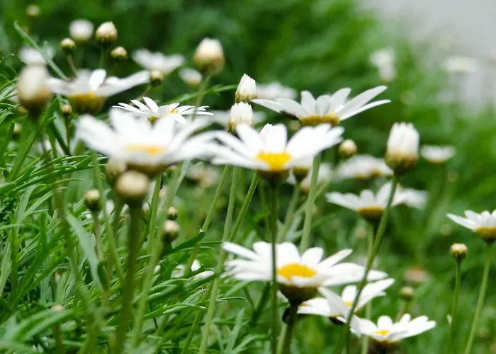 Hébergement de vacances Casa Oliveira Esmeraldo - *