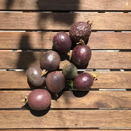 Feriehus Casa Oliveira Esmeraldo - São Vicente