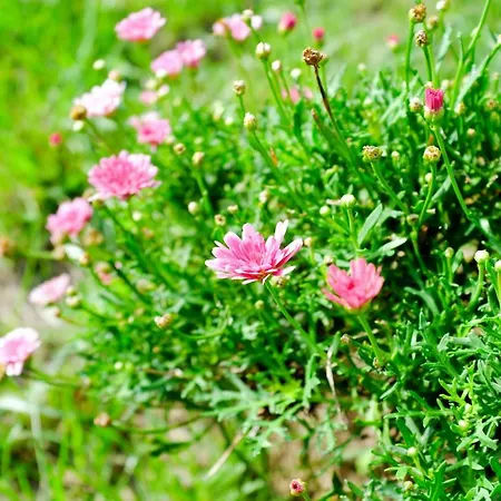 Casa Oliveira Esmeraldo - *