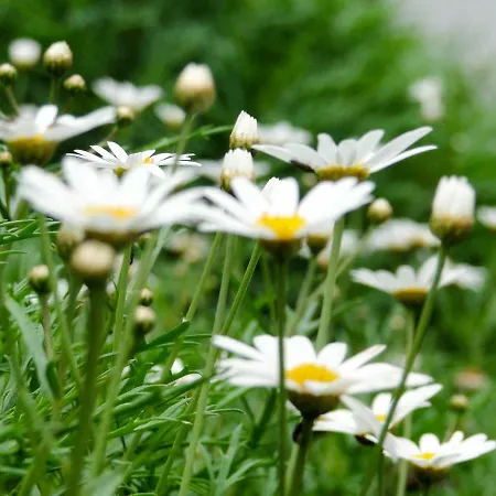 Дом отдыха Casa Oliveira Esmeraldo - *