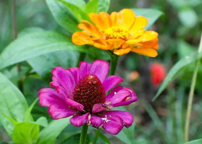 Ferienhaus Casa Oliveira Esmeraldo -